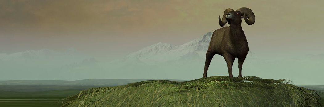 A magnificent specimen of Big Horn Sheep male sniffs the air on a mountain bluff.