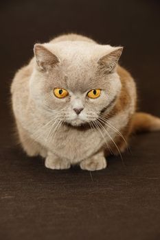 british cat on a black background