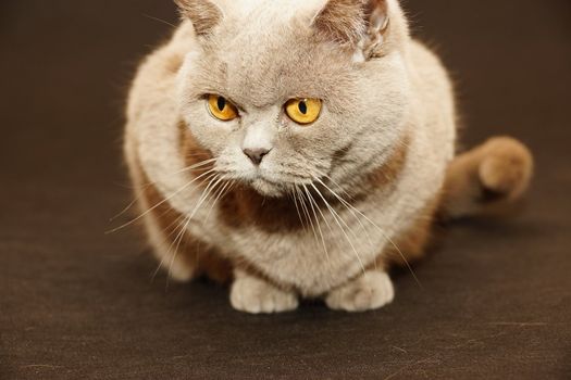 british cat on a black background