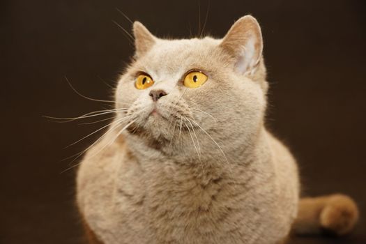 british cat on a black background