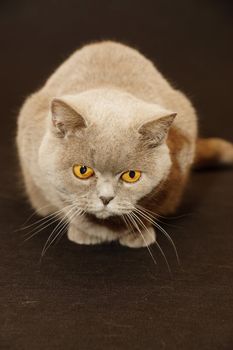 british cat on a black background