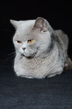 british cat on a black background