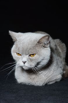 british cat on a black background