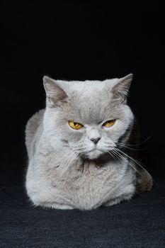 british cat on a black background