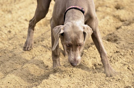 The photo shows Weimaraner in action and fun in the open air.