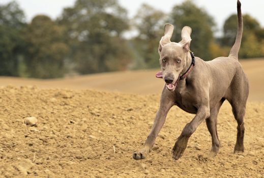 The photo shows Weimaraner in action and fun in the open air.