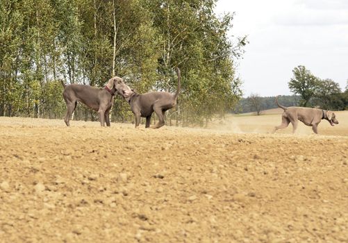 The photo shows Weimaraner in action and fun in the open air.