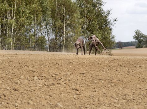 The photo shows Weimaraner in action and fun in the open air.