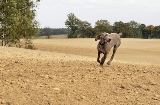 The photo shows Weimaraner in action and fun in the open air.