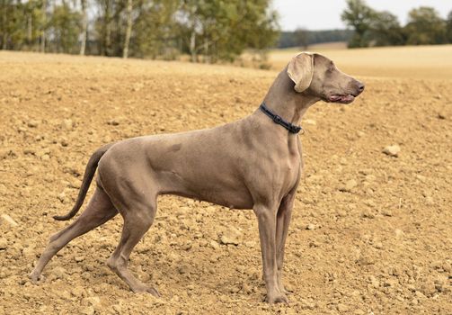 The photo shows Weimaraner in action and fun in the open air.