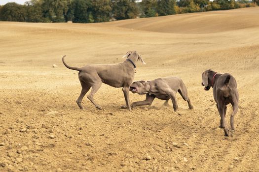 The photo shows Weimaraner in action and fun in the open air.