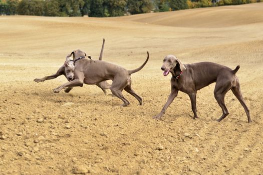 Photo presents Weimaraner in action and fun in the open air.