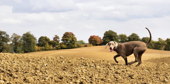 The photo shows Weimaraner in action and fun in the open air.