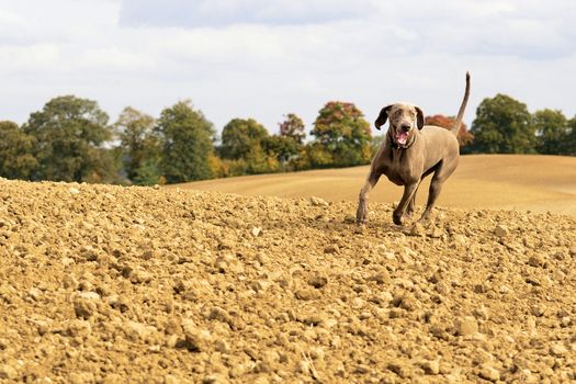 The photo shows Weimaraner in action and fun in the open air.