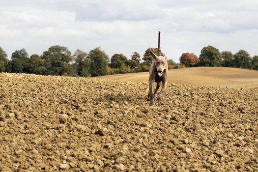 The photo shows Weimaraner in action and fun in the open air.