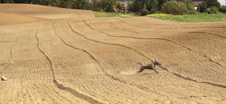 The photo shows Weimaraner in action and fun in the open air.