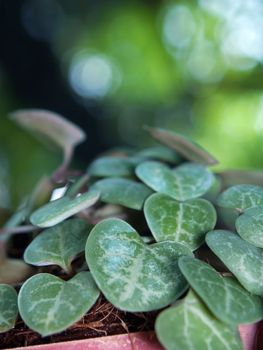 String of hearts(Ceropegia woodii) Family Asclepiadaceae Common names include chain of Hearts, collar of hearts, string of hearts, rosary vine, hearts-on-a-string, sweetheart vine.