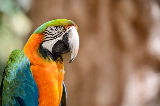 Green and Orange Macaw Bird