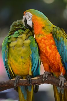 Two Colorful Macaws