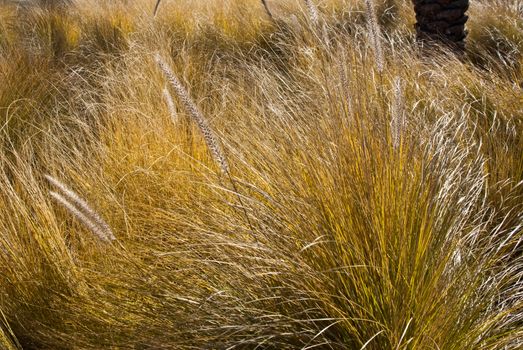 Grasses wave in afternoon sun