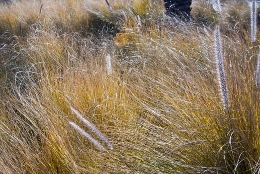 Bright grass in daylight