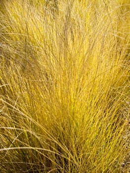 Yellow grasses glow in sunshine