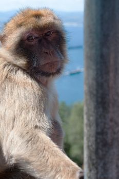 Ape in Gibraltar watching on you
