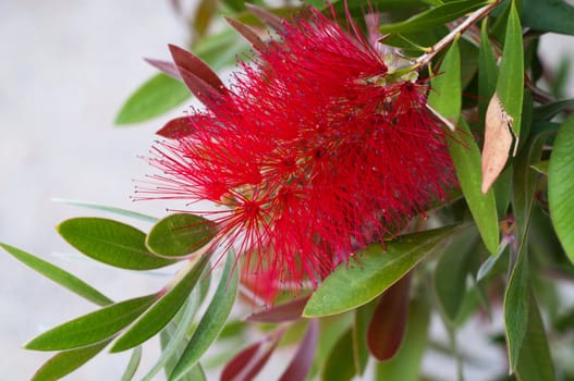 Crimson Bottlebrush - red fluffy bush flower