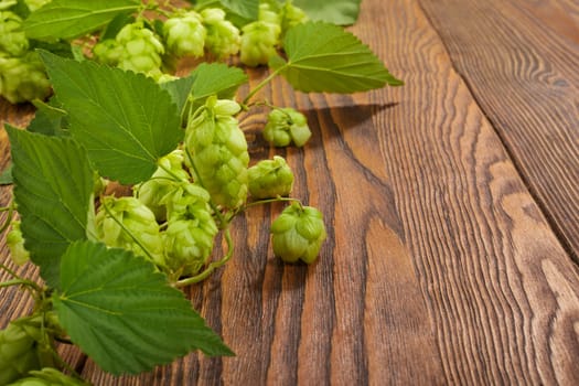 Image of a hop plant on a wooden table. Close up