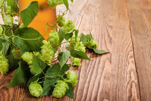 Image of a pint with a hop plant around it