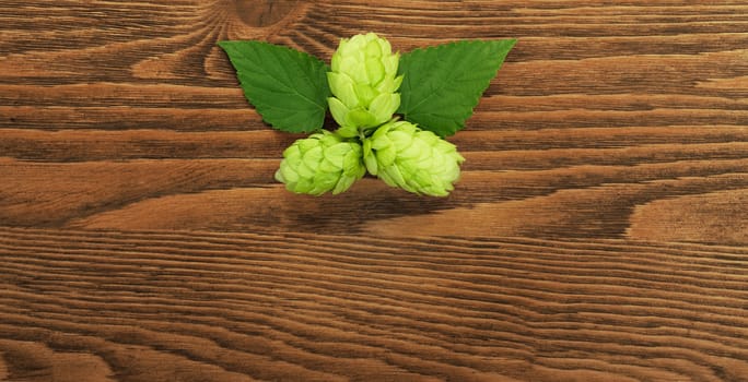 Image of a hop plant on a wooden table. Close up. File contains clipping path