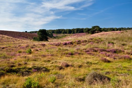 purple heather meadows in summer