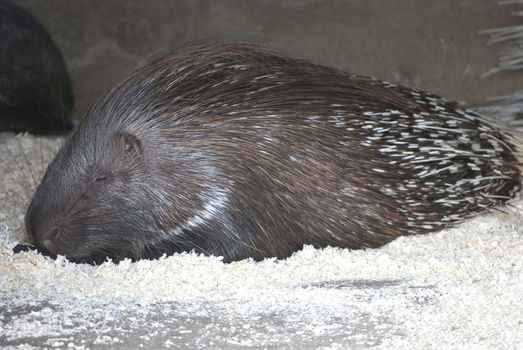Sleeping indian crested porcupine, large rodent