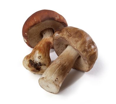 Two isolated white mushrooms on white background
