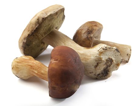 Three isolated white mushrooms on white background