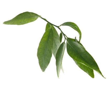 One isolated green tangerine's branch on the white background