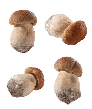 Some isolated views of white mushroom on the white background