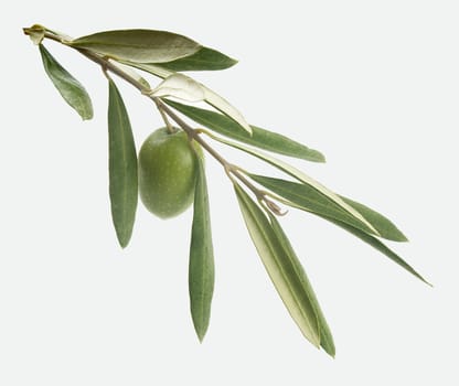 Green branch with leaves and one olive on the gray