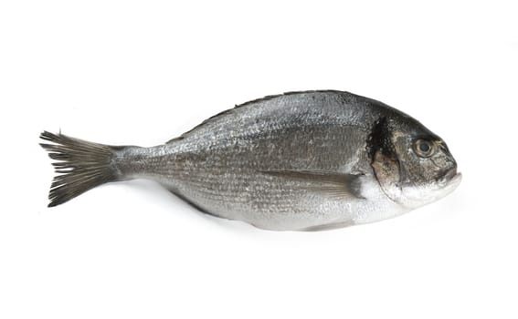 One isolated sea bream on the white background