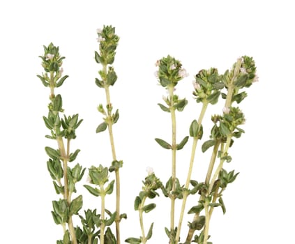 Isolated branches of thyme on the white background