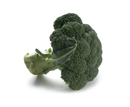 One green branch of broccoli on the white background