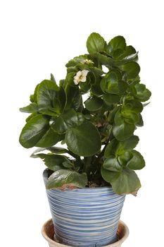 One kalanchoe with flower in the flowerpot