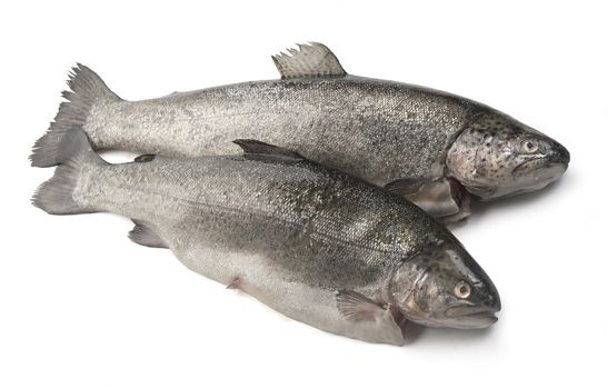 Two raw isolated trunk of trout on the white background