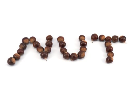 nut word spelled of chestnut groups on white background
