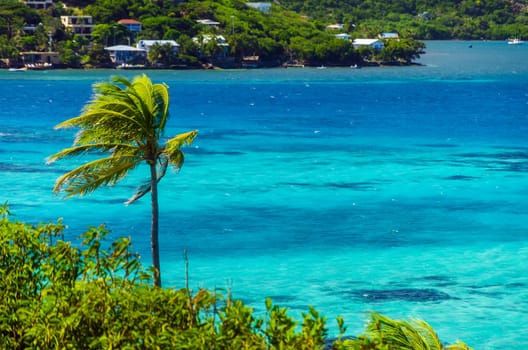 Palm trees and turquoise sea with island and houses in background in San Andres y Providencia, Colombia
