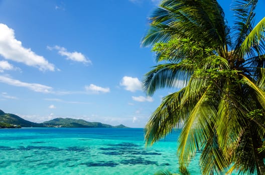 View of palm tree with Caribbean sea in the background in San Andres y Providencia, Colombia