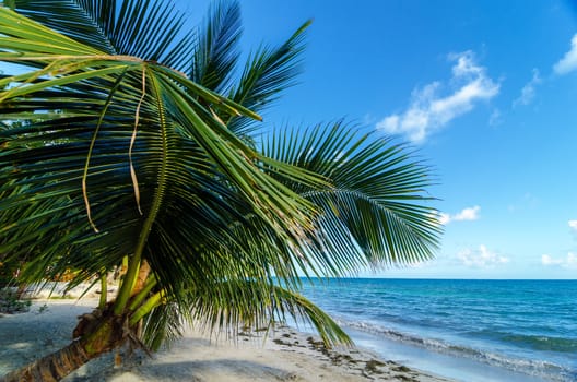 A small palm tree extending over the beach in San Andres y Providencia, Colombia