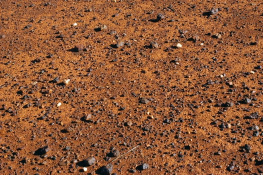 ground of the Australian bush is in hiding