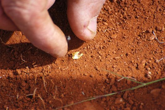To find a gold nugget