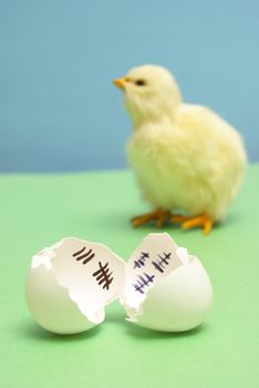 A chick has been counting the days to his release as a hatchling.